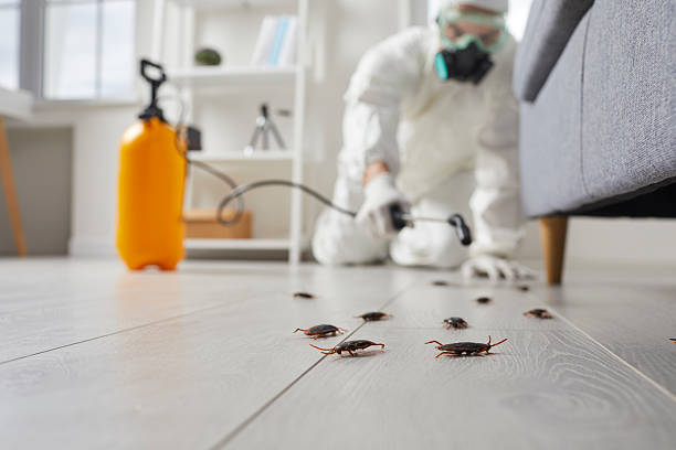 Post-Treatment Bed Bug Interceptor Monitoring in Tarkio